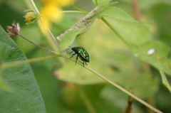 Orsilochides variabilis