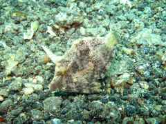 Acreichthys tomentosus