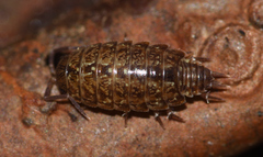 Philoscia affinis
