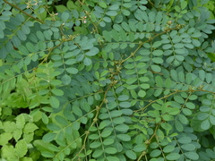 Indigofera tinctoria