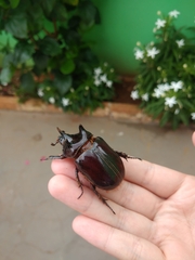 Strategus aloeus