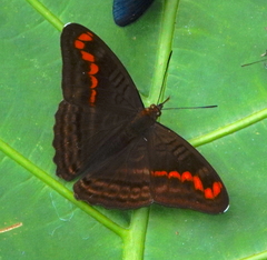 Adelpha levona