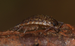 Philoscia affinis