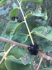 Pachylis pharaonis