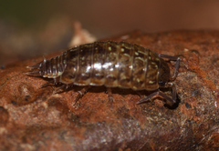 Philoscia affinis