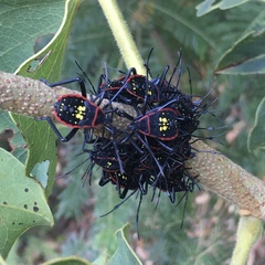 Pachylis pharaonis