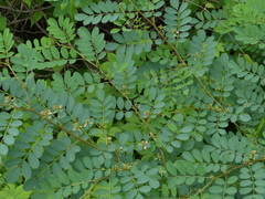 Indigofera tinctoria