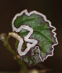 Stigmella aurella