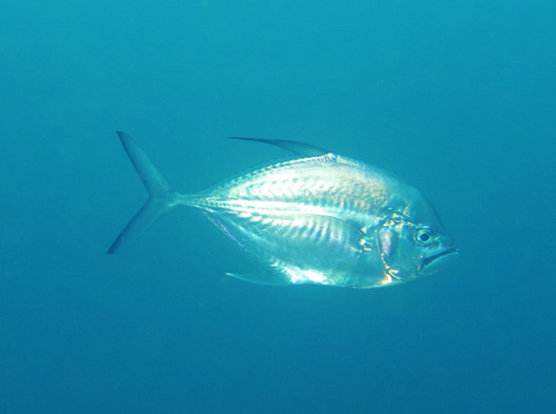Longrakered trevally (Ulua mentalis) — Carangidae