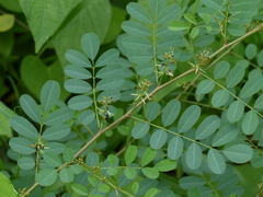 Indigofera tinctoria