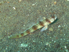Amblyeleotris arcupinna