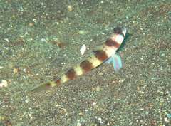 Amblyeleotris arcupinna
