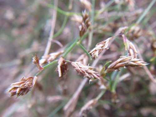 Image of Anthochortus graminifolius by (c) douglaseustonbrown, some rights reserved (CC BY-SA)