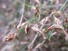 Anthochortus graminifolius