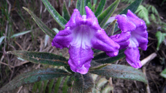 Ruellia lactea