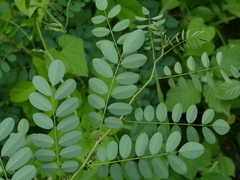 Indigofera tinctoria