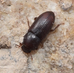 Phtora crenata