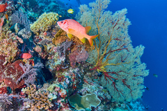 Sargocentron spiniferum