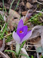 Crocus tommasinianus