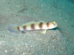 Giant Shrimp-Goby photo 3