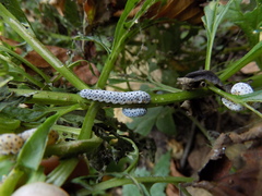 Tenthredo scrophulariae