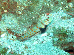 Amblyeleotris guttata