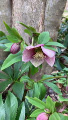 Helleborus orientalis