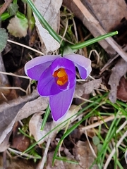 Crocus tommasinianus