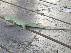 Anolis roquet