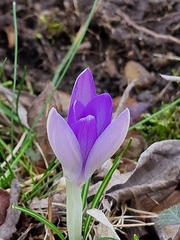 Crocus tommasinianus