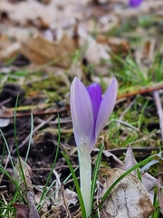 Crocus tommasinianus