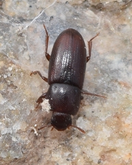 Phtora crenata