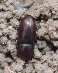 Phtora crenata