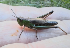 Pseudochorthippus montanus