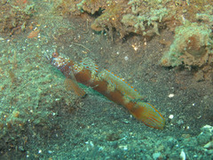 Amblyeleotris latifasciata