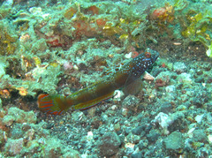 Amblyeleotris latifasciata
