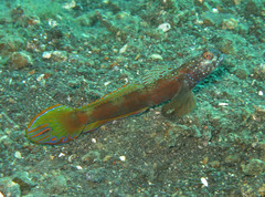 Amblyeleotris latifasciata