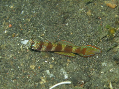 Amblyeleotris latifasciata