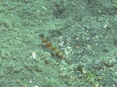 Amblyeleotris periophthalmus