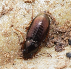 Pogonus chalceus