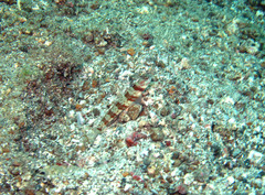 Amblyeleotris periophthalmus