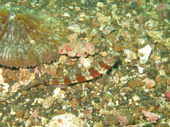 Amblyeleotris periophthalmus