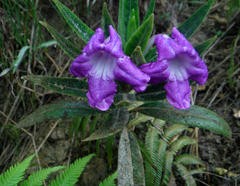 Ruellia lactea