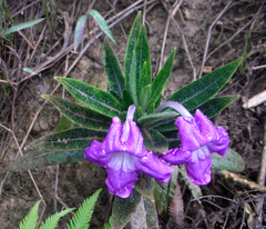 Ruellia lactea