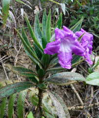 Ruellia lactea