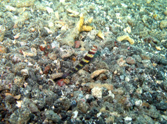 Amblyeleotris wheeleri