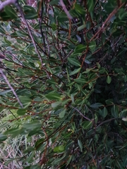 Cryptolepis oblongifolia