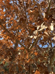 Acer grandidentatum