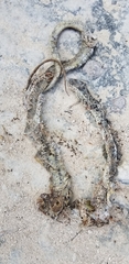 Cubophis vudii