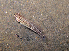 Amblygobius buanensis